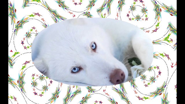 Eu amo quem ama os animais, se você não os ama, você é alguém frio demais... [Frases e Poemas]