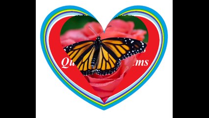 When I see a butterfly land on a rose, I remember your smile! [Quotes and Poems]