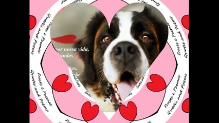 Os animais passam por nossa vida e deixam marcas em nossos corações [Frases e Poemas]