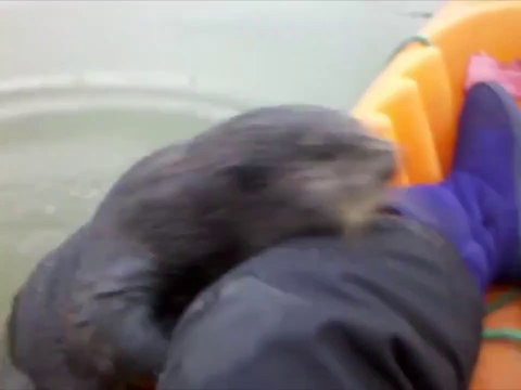 Quand une loutre curieuse rend visite à des kayakistes