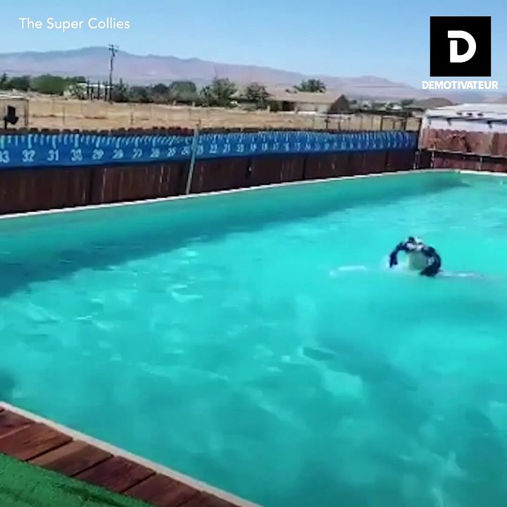 Une mariée réalise une superbe chorégraphie avec son chien
