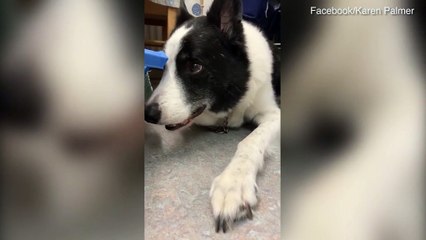 Terrified Border Collie shakes after hearing fireworks