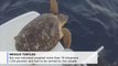 6 Sea turtles returned to ocean from Mexican vet hospital