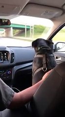 Un chien baisse la tête sous les ponts