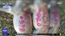 [이슈톡] 아프리카 돼지 열병에 '멧돼지 현상금' 급등