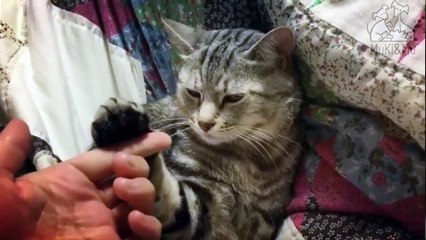 Gato American ShortHair - Razas de Gatos