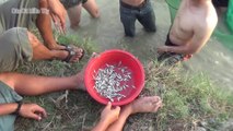 Ra đồng lùa cá trắng - Cá trắng um dừa - DDMT_25