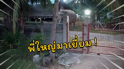 ระทึก !! นาทีช้างป่าเดินเข้าหมู่บ้าน ตัวใหญ่มาก