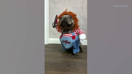 French Bulldog Puppy Dressed As Chucky