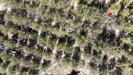 Van'ın elmaları Kuzey Irak'a ihraç ediliyor