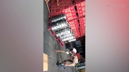 Rat Snake Caught Hiding In Beer Barrels