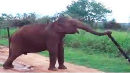 Watch: How this smart Elephant finds its way to cross an electric fence