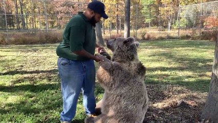 Tendres retrouvailles entre une ourse orpheline et l'homme qui l'a élevée