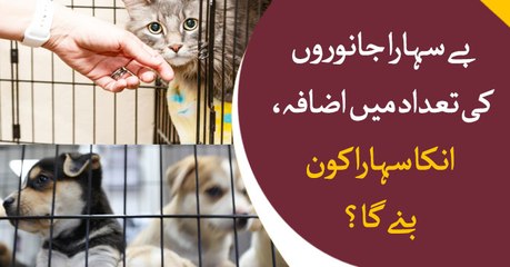 Who is going to take care of stray animals