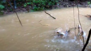 hunting fish when river water overflows