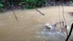 hunting fish when river water overflows