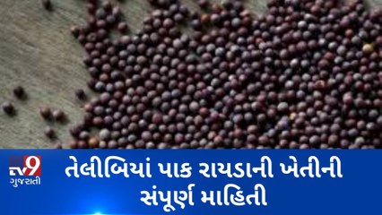 તેલીબિયા પાક રાયડાની ખેતીની સંપૂર્ણ માહિતી, જુઓ VIDEO