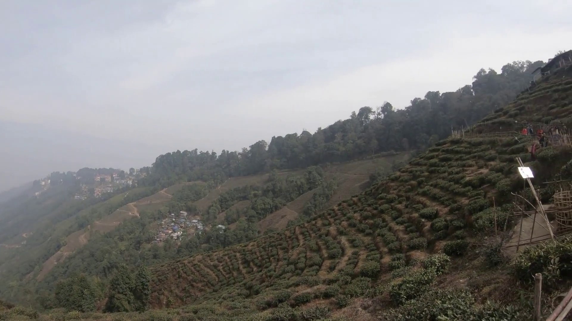 Darjeeling Tea Garden | Beautiful scenery | West Bengal Tourism