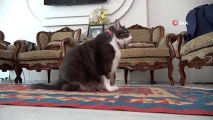 Öldü diye aldıkları felçli kediyi şimdi görenler gözlerine inanamıyor