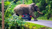 Tayland'da öfkeli fil, fotoğraf çekmek isteyen turistlerin arabasını ezdi