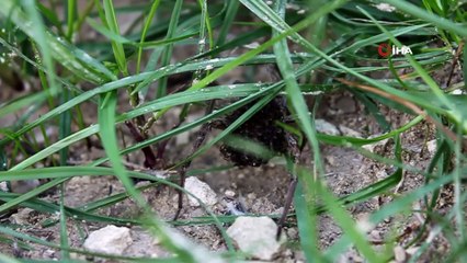 Mersin'de şaşırtan görüntü... Anne örümcek, yavruları doğaya adapte olana kadar sırtında taşıyor
