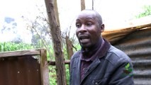 Twende Shambani  : pig farming PART 2