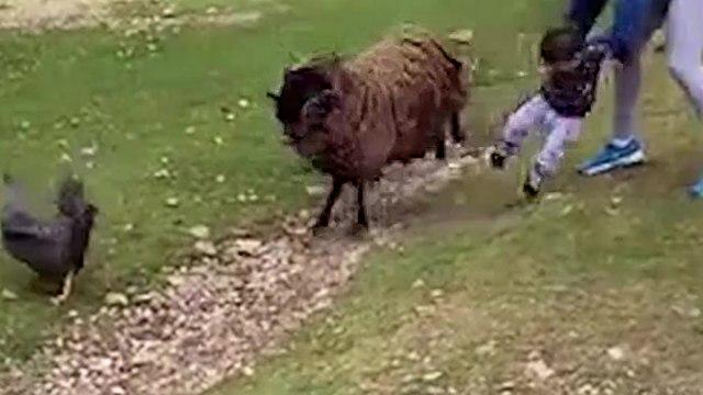 Un bélier charge un enfant fasciné par un poulet
