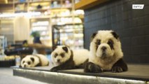 Pet café enfrenta reação negativa ao usar cães fantasiados em pandas