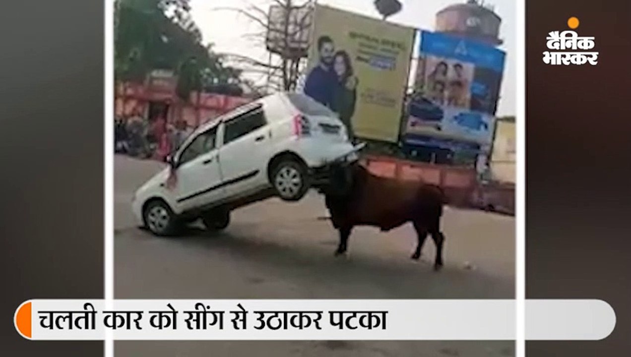 ड्राइवर ने हॉर्न बजाया तो सड़क पर बैठे सांड को आया गुस्सा, सींग से उठाकर कार को पटका