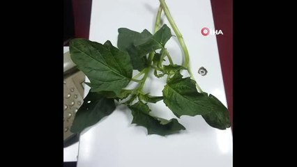 - İşte zehirlenmeye neden olan otlar