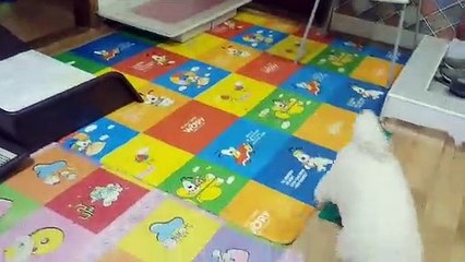 인천반려견 행동교정사 가정 방문 훈련비용 알아보기   *스터디독스쿨* 010.8310.0119