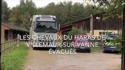 Une trentaine de chevaux évacués du haras de Villemaur