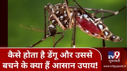 કેવી રીતે થાય છે ડેન્ગ્યુ અને જાણો તેનાથી બચવાના સરળ ઉપાય! જુઓ VIDEO