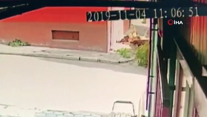 Ağacın altında kalmaktan saniyelerle böyle kurtuldu