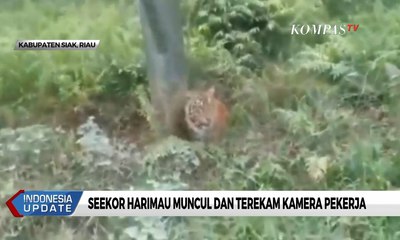 Seekor Harimau Muncul dan Terekam Kamera Pekerja di Riau