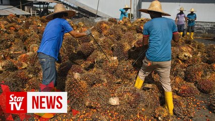 Download Video: Dr Wee wants to know what is being done to protect oil palm smallholders in M'sia