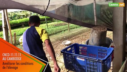 L'Avenir - Cambodge 1 - Élevage de poulets
