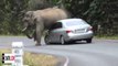 Vídeo Viral: el elefante furioso aplasta un coche con los turistas dentro