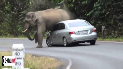 Vídeo Viral: el elefante furioso aplasta un coche con los turistas dentro