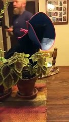 Ce chat éternue et il en sort de son nez !