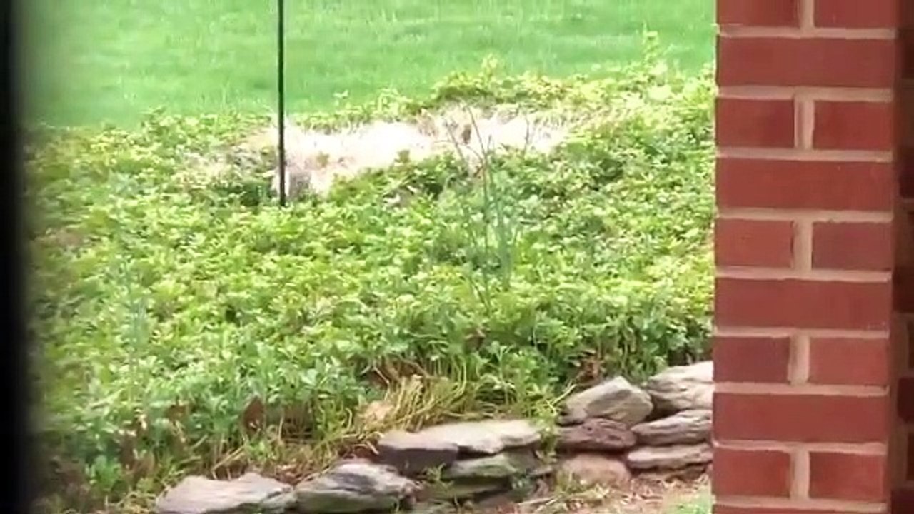 Regardez cet écureuil essayer de grimper sur un pilonne.. il glisse !