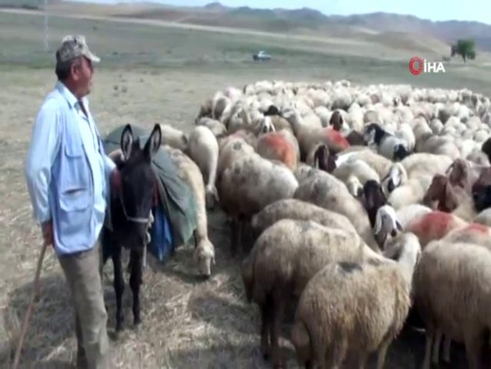 150 bin çoban ithal edilecek