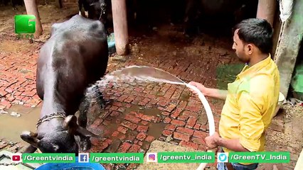 Dairy Entrepreneurship Development Scheme : Boost to Dairy Industry | Green TV