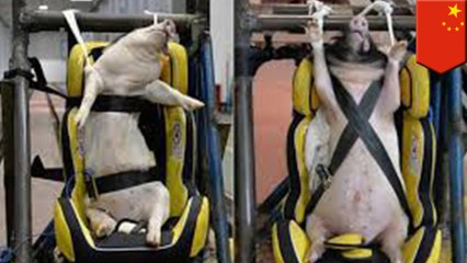 Chinese researchers using live pigs as crash test dummies