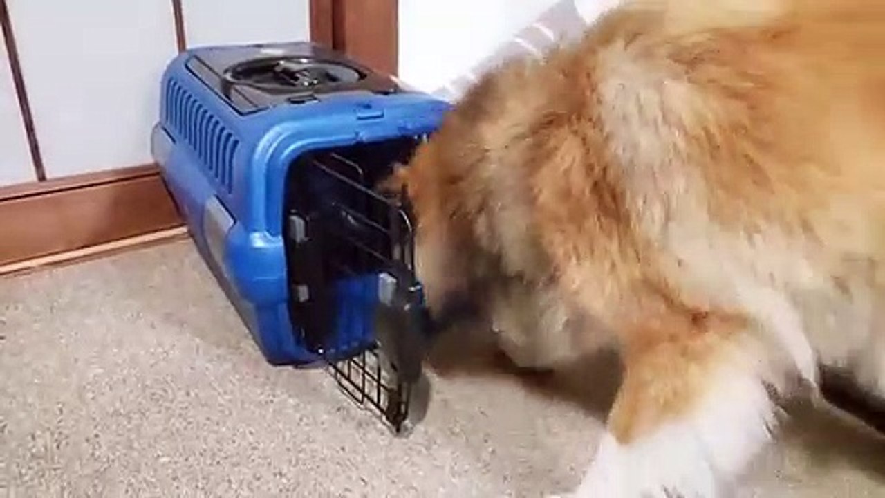 Un chien pense qu'il es toujours un chiot