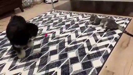 Un chien amuse un chat