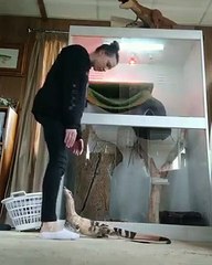Un lézard veut un câlin et grimpe sur une femme