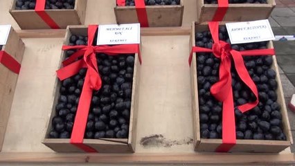 Orhangazi'de zeytin festivali düzenlendi