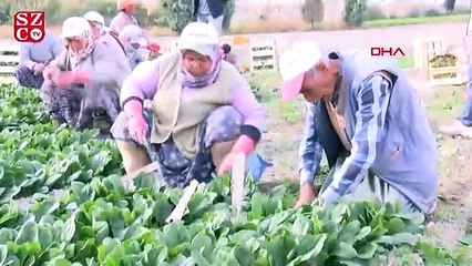 ‘Zehirli ıspanağın’ sırrı çözüldü!