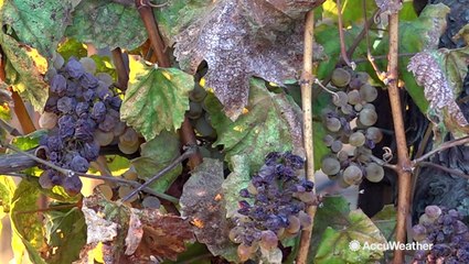 California vineyards largely unscathed by wildfire perils